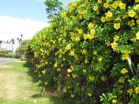 Inflorescencia racemosa, con flores amarillas o moradas; Alamanda Copa De Oro, (planta) , Allamanda Cathartica 1 ...