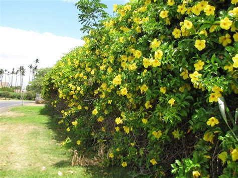 A consecuencia de este hecho no hay paso vehicular en el sentido hacia el occidente, pues el árbol ha tapado dichos carriles. Alamanda Copa De Oro, (planta) , Allamanda Cathartica 1 ...