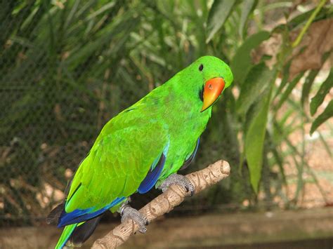 Eclectus Parrot Adelaide Zoo Trevors Birding