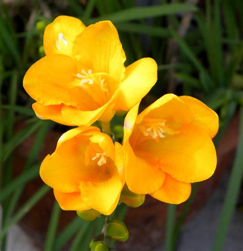 Yellow Single Freesias Tulips With A Difference