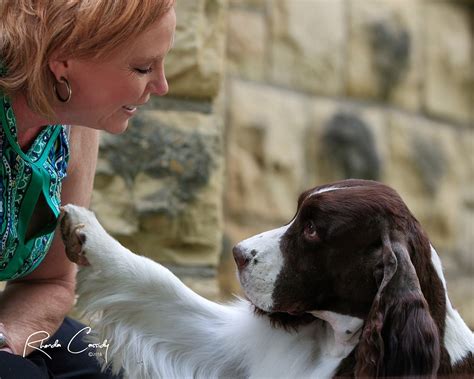 a comprehensive guide to grooming your english springer spaniel with