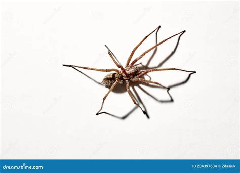 Predatory Spider Isolated On White Background Tegenaria Agrestis