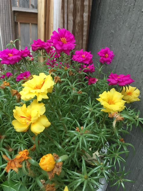 If there is someone who is ruling your mind. My wife forgot what flower she planted, can you people ...