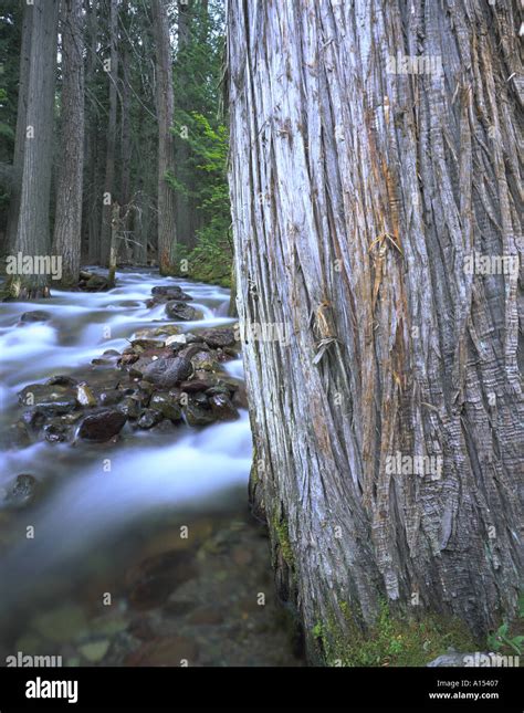 Old Growth Cedar Forest Glacier National Park Montana Usa Stock Photo