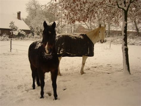 Paarden In De Sneeuw Bokt Nl