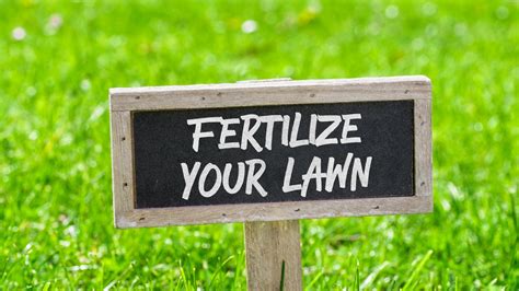 What Happens If You Dont Fertilize Your Lawn Weedex Lawn Care