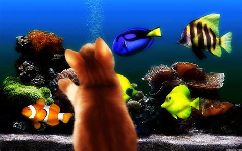 Animals Cats Kittens Fishes Aquarium Sea Life Underwater Colors