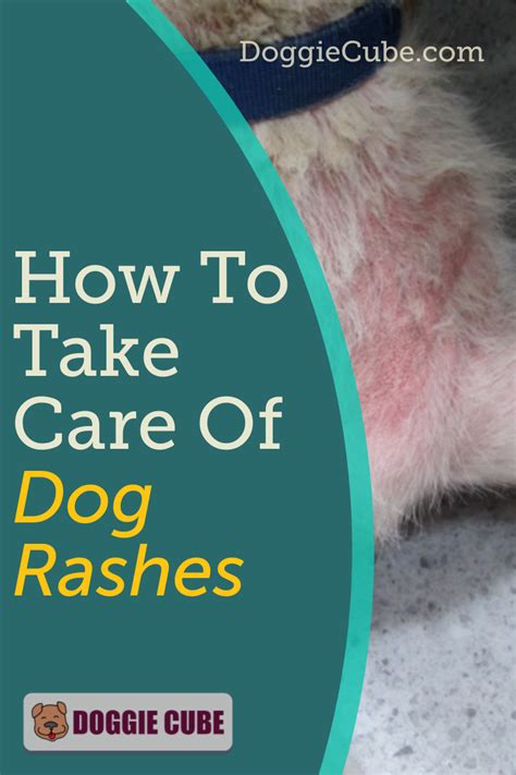 How To Take Care Of Dog Rashes Artofit