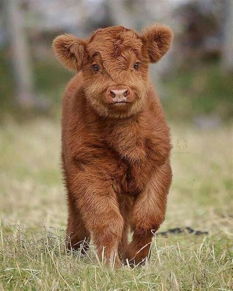 Baby Highland Cow Fluffy Cows Cute Animals Cute Baby Cow