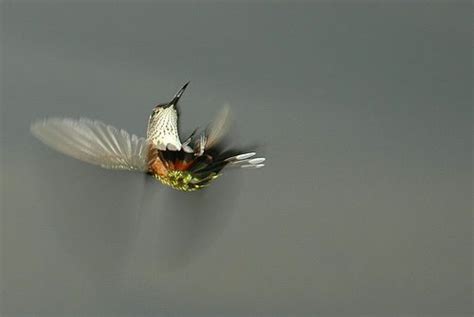 Amazing Flying Upside Down Hummingbird Hummingbird Flight Patterns