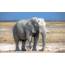 High Quality Picture Of Elephant Wallpaper Nature Africa 