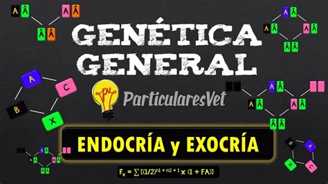 EndocrÍa Y ExocrÍa Genética General Consanguinidad Y Cruzamientos Youtube