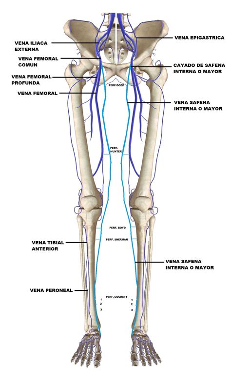 Anatomy Of The Knee Bones Muscles Arteries Veins Nerves Artofit