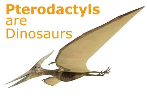 Are Pterodactyls Dinosaurs With Images Pterodactyl Dinosaur Common Myths
