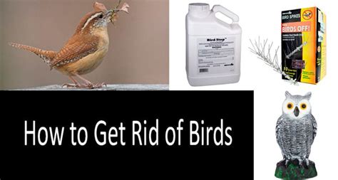 How To Get Rid Of Blackbirds In Garden How To Get Rid Of Pill Bugs In The Garden Proven