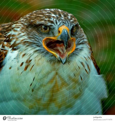 Maybe you would like to learn more about one of these? Adler Bussard Vogel - ein lizenzfreies Stock Foto von ...