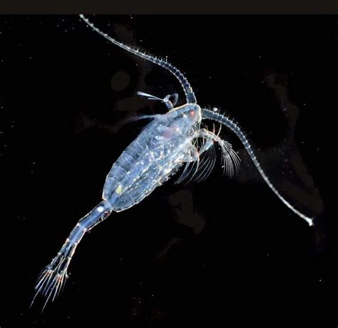 Copepod Planktonic And Benthic Sea And Freshwater Creatures They Are