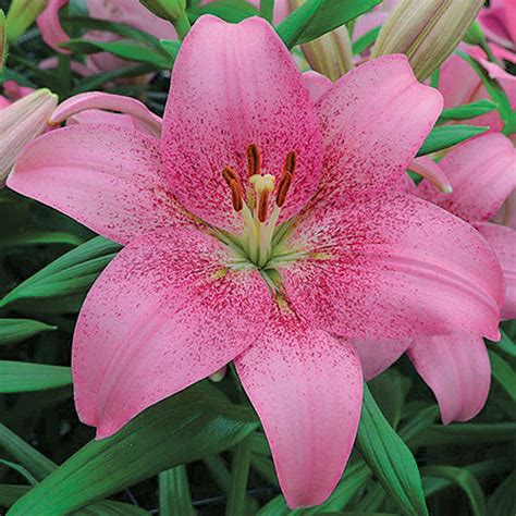 New Pink Tango Lily Bulbs For Sale Online Asiatic Pink Brush Easy
