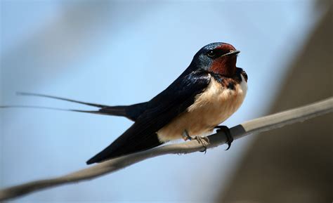 Swallow Hirundo Rustica Bird Facts And Folklore