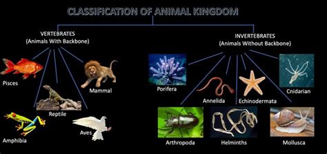 Given a common multicellular, eukaryotic ancestor, all contained phyla are invertebrates along with two these two, plus all the other known invertebrates, have only one cluster of hox genes, while the vertebrates have duplicated their original cluster more. Most Animals On Earth Are Vertebrates Or Invertebrates - The Earth Images Revimage.Org