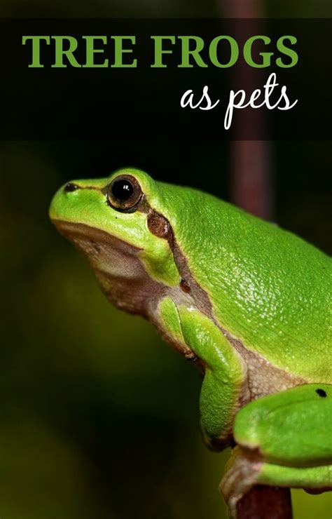 The Beginners Guide To Keeping Tree Frogs As Pets Pbs Pet Travel