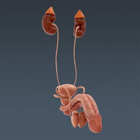 The male reproductive system generally consists of organs that are important for the male reproductive anatomy can be categorized into internal and external male reproductive structures. Human Body Internal Organs - Anatomy 3D Model .max .obj ...