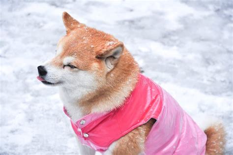 Shiba Inu Japanese Traditional Dog In Jacket Sitting On Snow W Stock