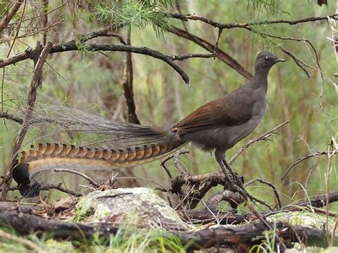 澳大利亚琴鸟 Menura 神秘的地球 科学 自然 地理 探索