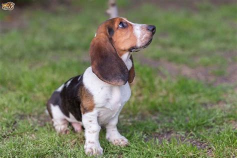 We want to cuddle with all of them. Basset Hound Puppies Bay Area | PETSIDI