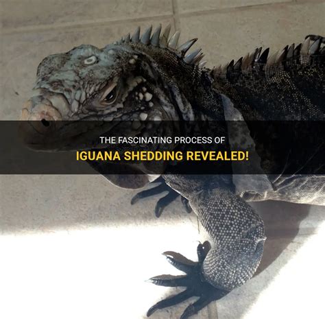 The Fascinating Process Of Iguana Shedding Revealed Petshun