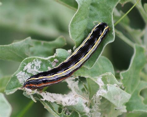 Unknown Lepidoptera Moth Caterpillar Ft Inge Historic P Flickr