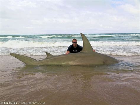 Texas Fisherman Facebook Removed Photo Of Huge Hammerhead Shark For