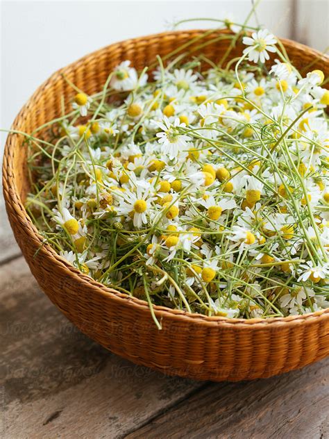 Drying Chamomile Flowers By Stocksy Contributor Harald Walker Stocksy