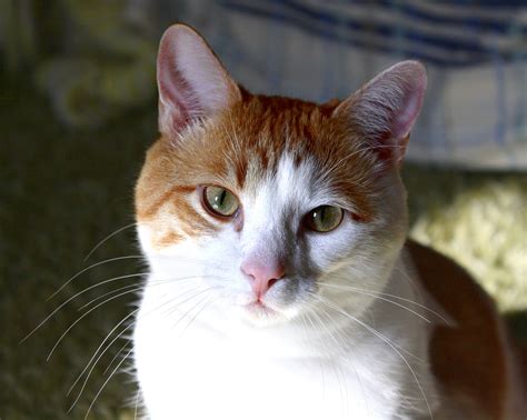 I always thought that orange and white cats were male. Orange and White Cat Closeup Picture | Free Photograph ...