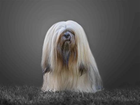 17 Long Hair Dog Breeds With Gorgeous Locks