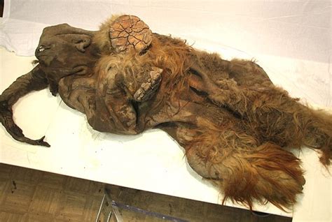 Siberian Mammoth Yuka Found Ice Age Creatur Perfectly Preserved After