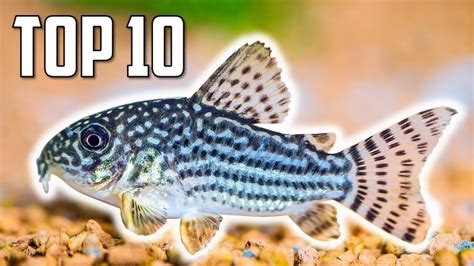 Top 10 Cory Catfish For Your Aquarium Tank Facts