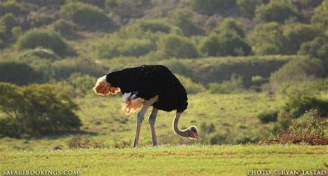 5 Fascinating Facts About The Ostrich Safaribookings