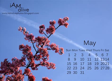 May Free Desktop Calendar Amie Mccracken