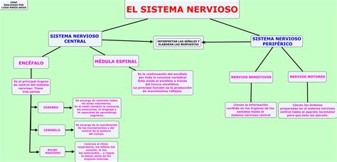 Mapa Conceptual Del Sistema Nervioso Partes Y Funciones Reverasite