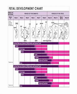 Unborn Baby Growth Chart Template 5 Free Excel Pdf Documents Download