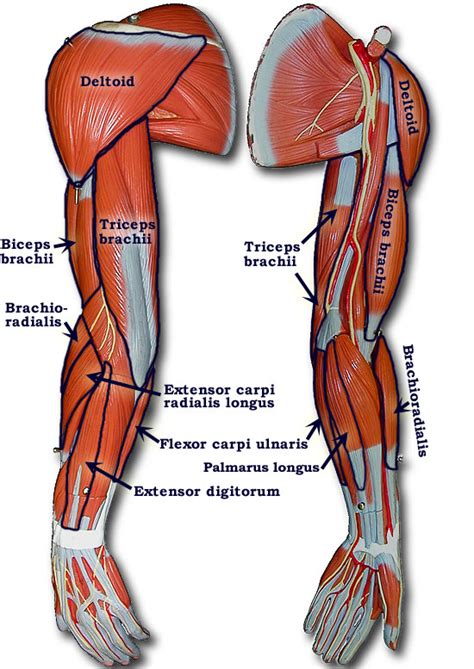 Their main purpose is to help us to move our body parts. Part 2 - The Arm Muscles | BCTC