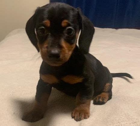 Our puppies are well socialized and ready to make your house our dachshund puppies are sold and shipped to all 50 states. Dachshund Puppies For Sale | Downtown, TN #285945
