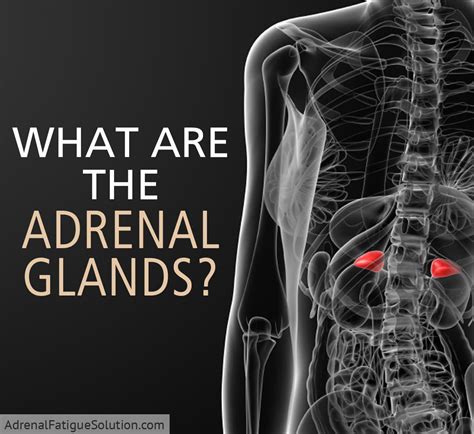 What Are The Adrenal Glands Adrenal Fatigue Solution