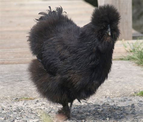Not only are they the cutest chickens (in my opinion, but look at those images!), but they have some. How Long Do Silkies Live - Aumondeduvin.com
