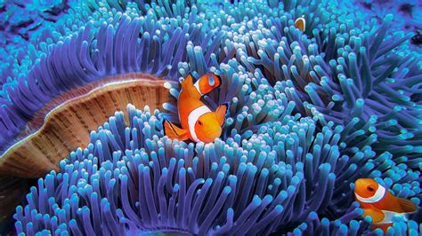 The Wondrous Worlds Of Coral Reefs And Why We Need To Protect Them