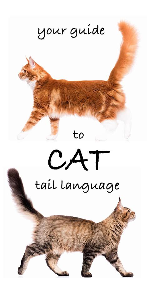 Why Do Cats Wag Their Tails A Guide To Cat Tail Language Cat Facts