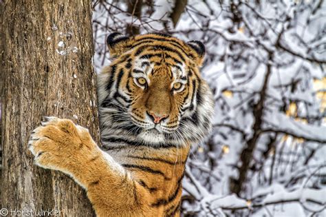 Tiger Snow By Horst Winkler 500px Snow Tiger Animals Big Cats Art