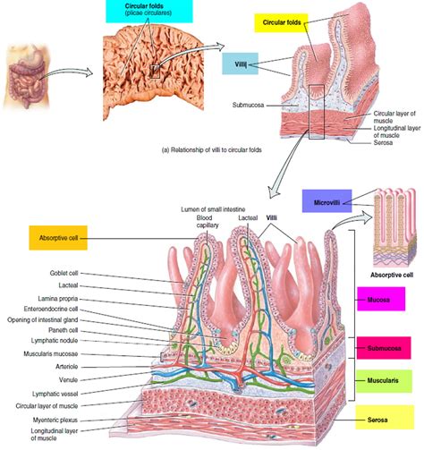 small intestine location function length and parts of the small intestine