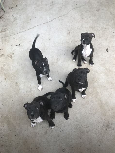 Pitbull terrier puppies sale california. Staffordshire Bull Terrier Puppies For Sale | Vista, CA ...